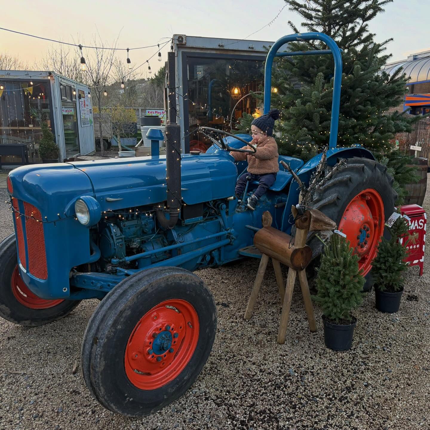 Blue Cedar yard