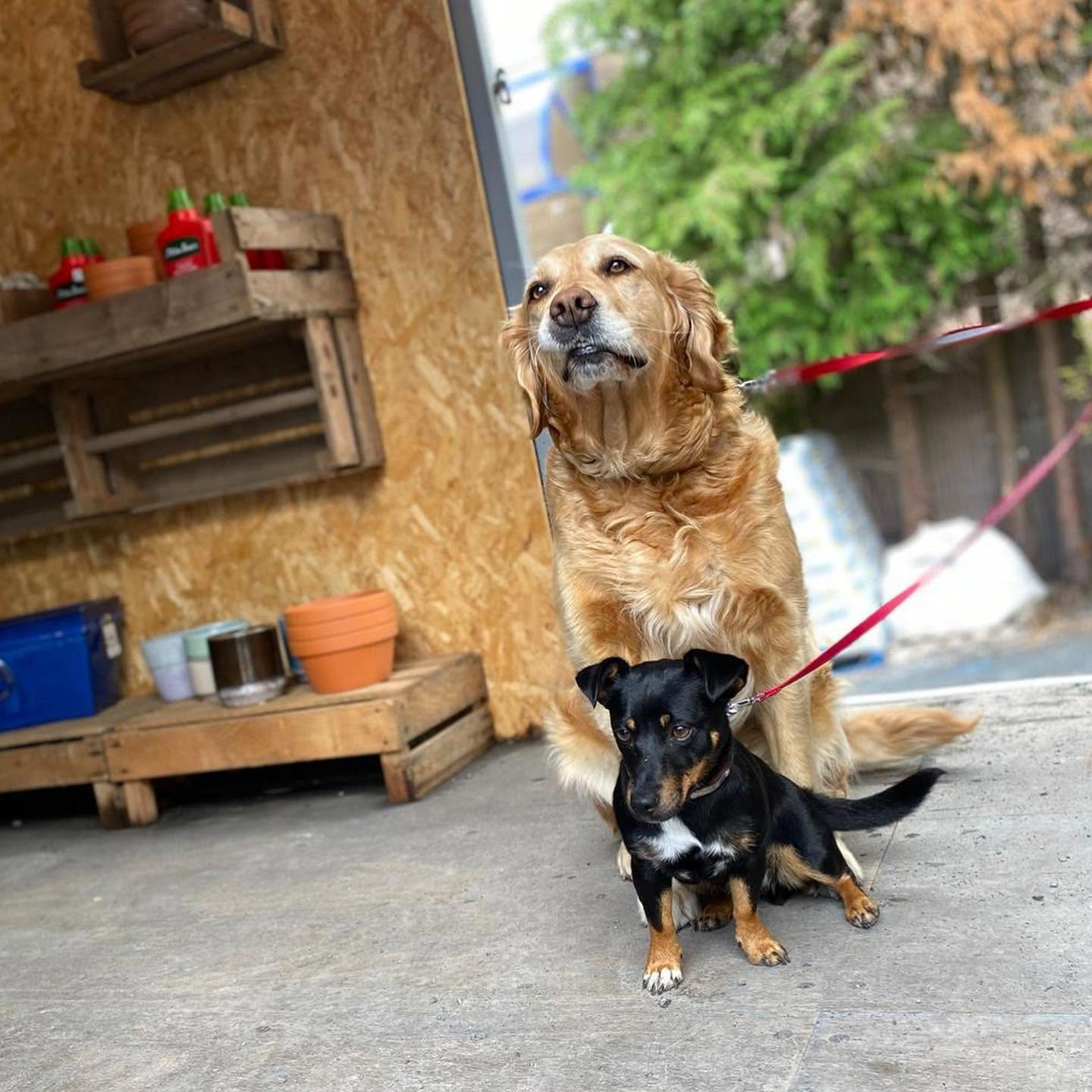 Two dogs waiting at the coffee shop